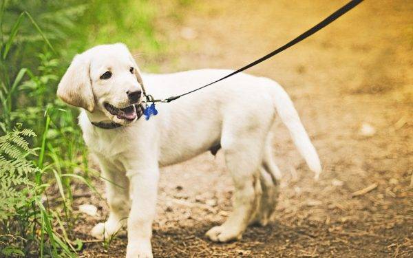 Puppy on a leash