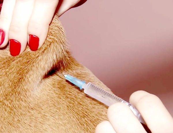 How to inject a dog correctly