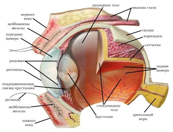 The structure of the dog’s eye