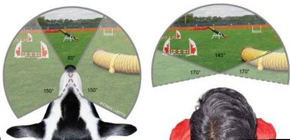 The difference between the eyes of a dog and a man
