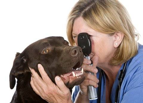 Dog Eye Care