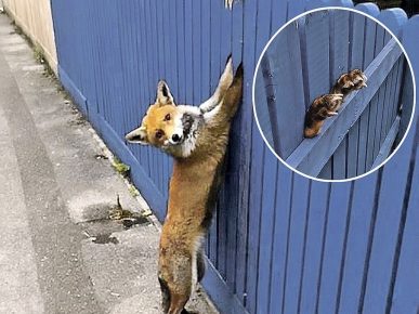 Fox stuck in the fence