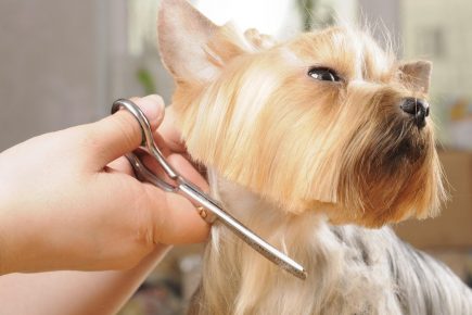 haircut Yorkshire Terrier