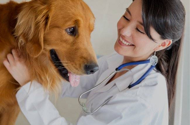 Examination of the dog at the veterinarian