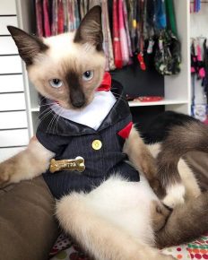 Cat in a suit