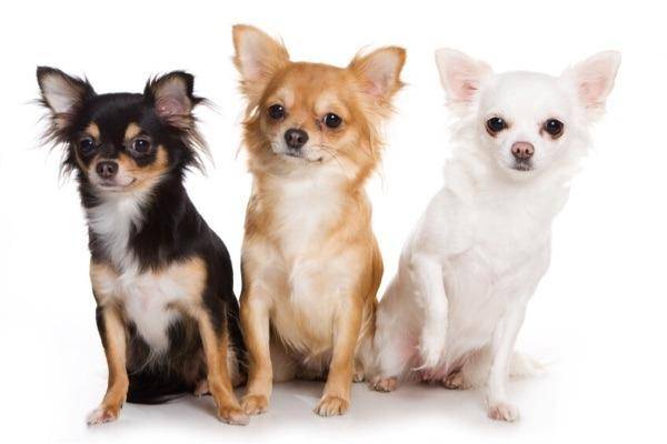 How to choose a chihuahua