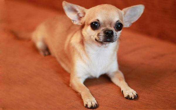 Features of a Chihuahua