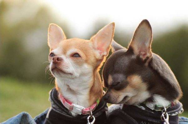 Boy or girl chihuahua