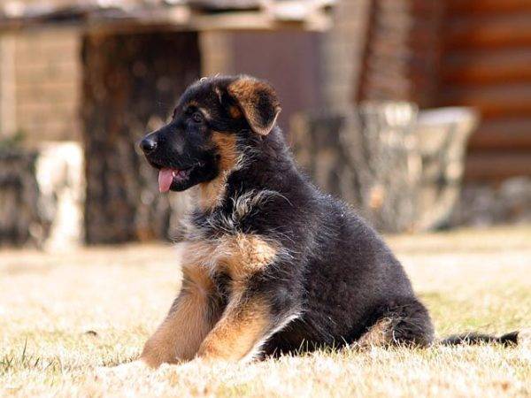 a cute German shepherd puppy is sitting