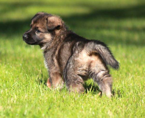 German shepherd puppy walks