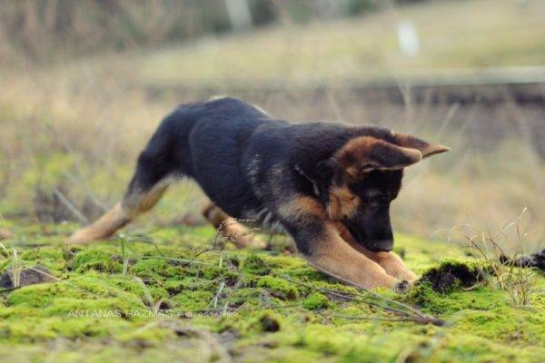 German shepherd puppy is playing
