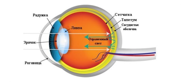 The structure of the cat's eye