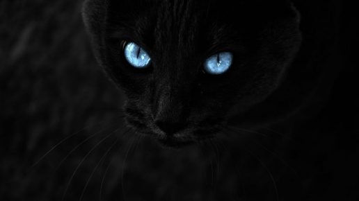 The cat sees in the dark