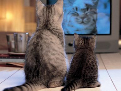 Cats watch TV
