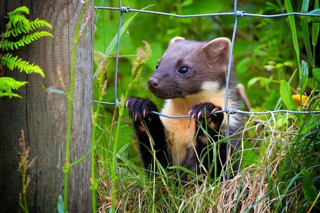 Marten. Marten likes a solitary lifestyle. Couples are formed only for offspring.
