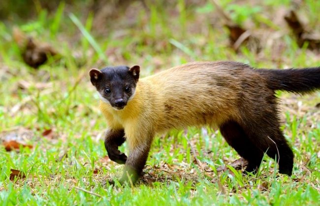 Marten. In Ancient Russia, marten fur was highly valued and served as a monetary unit. Bunches of marten skins paid for goods and services, and they received the name and monetary unit of kun.