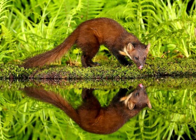 The marten. Small, but surprisingly brave and strong, the marten can even cope with a hare and curl up the capercaillie