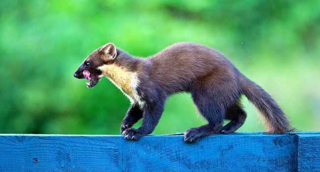Marten. There are frequent cases where martens visit chicken coops. Unable to carry away all the prey, the animal can strangle all chickens, for which it earned a fair anger of people