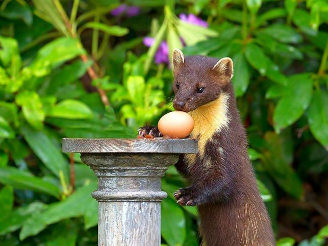 The diet of the animal is diverse and is not limited only to meat dishes. Not even for a second losing its hunting skills, the marten with pleasure eats the eggs of birds, insect larvae, wild berries, fish, frogs