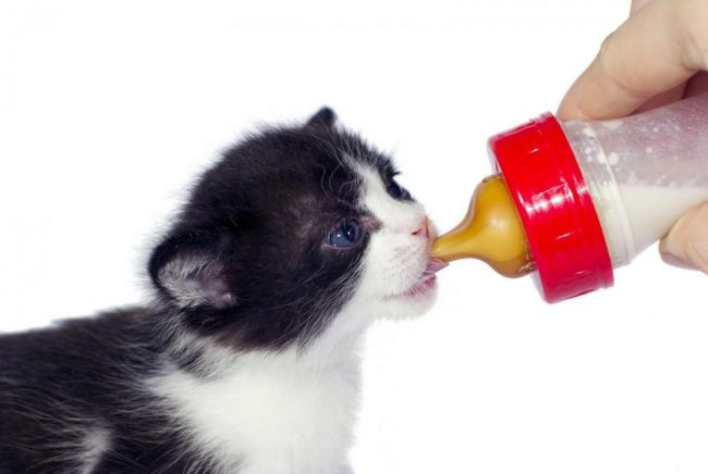 How to feed a kitten without a cat