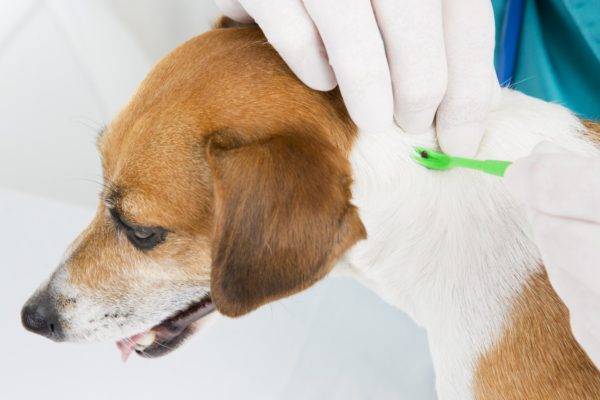 How to get a tick from a dog read the article