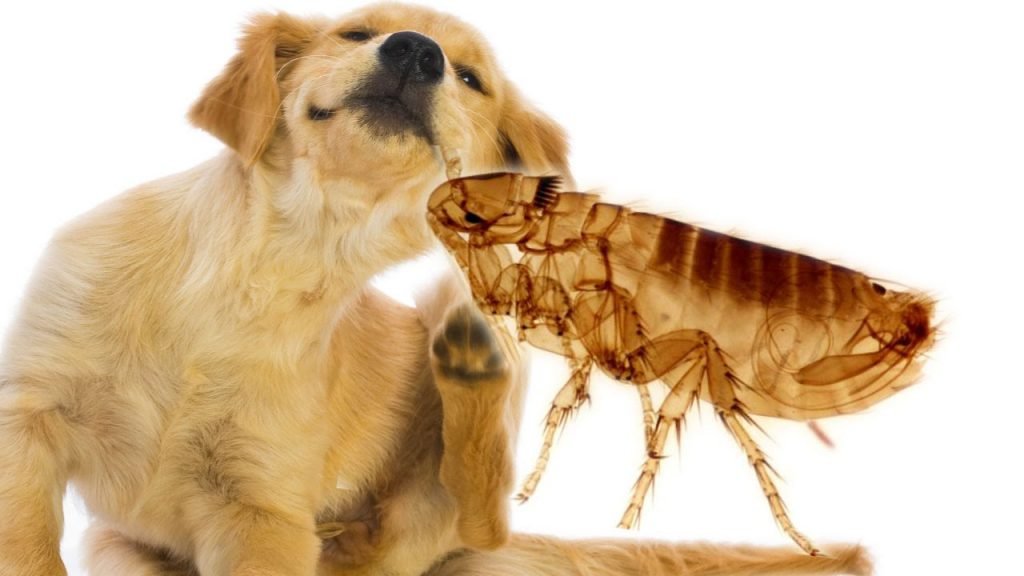 How to bring fleas in dogs: special and folk facilities