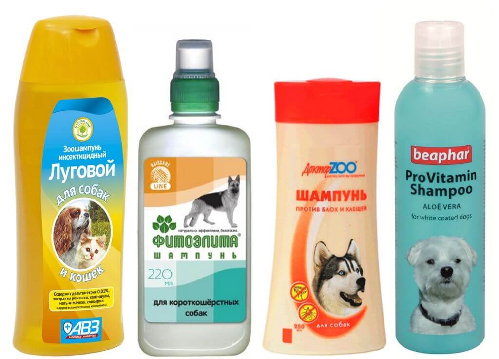How to bring fleas in dogs: special and folk facilities