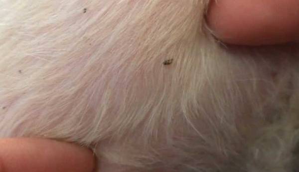 How to remove fleas from a dog read the article