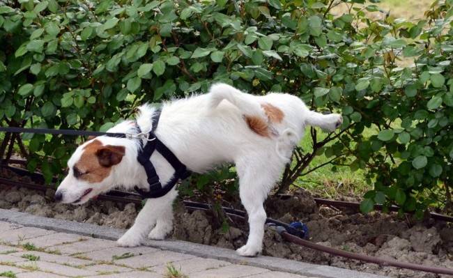 Training a dog in a street toilet