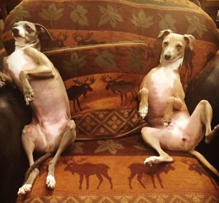 Greyhounds in the chair