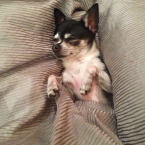 Chihuahua on the bed