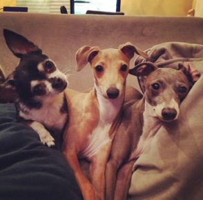 Three dogs of Jenna Marbles