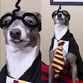 Greyhound in a suit