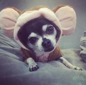 Chihuahua in a suit