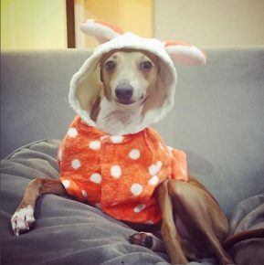 Dog in a dress