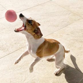 Jack Russell Terrier with the ball