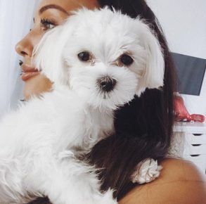 Marie and the Maltese lapdog