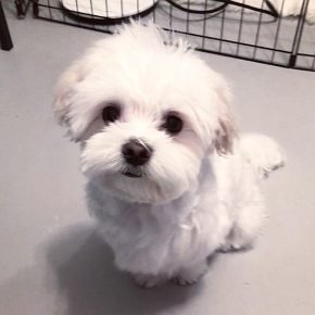 Dog breed Maltese lap dog