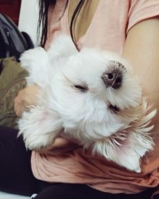 Marie holds a Maltese lapdog