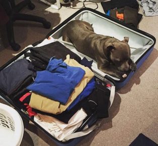 Pit bull terrier in a suitcase