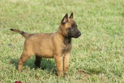 Belgian Shepherd Puppy