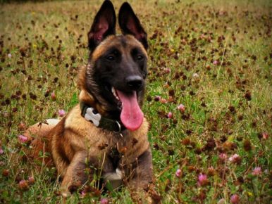 Belgian Shepherd
