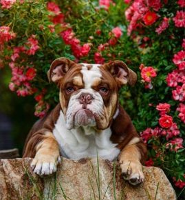 The dog of dreams of Julia Vysotskaya