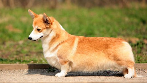 What breed of dog is Zhurov