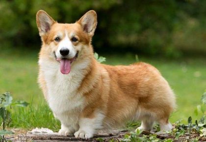 Dog Zhurova