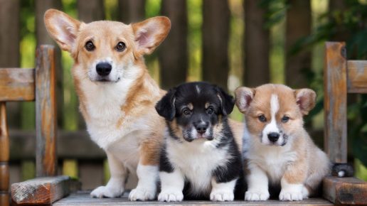 Welsh Corgi Pembroke Breed