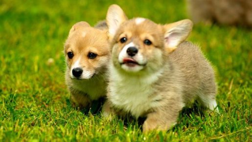 Welsh Corgi Pembroke Puppies
