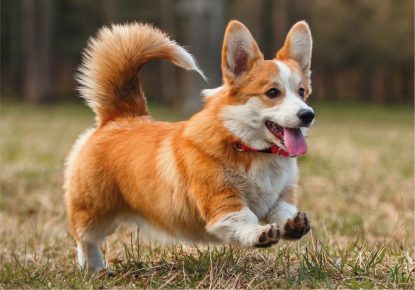Playful Welsh Corgi