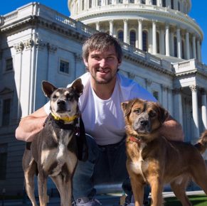 Ovechkin with dogs