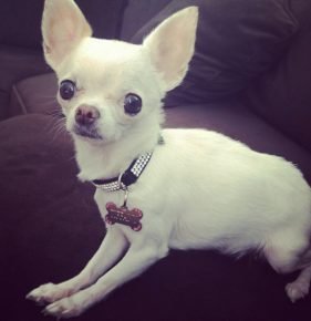 Chihuahua Ovechkin